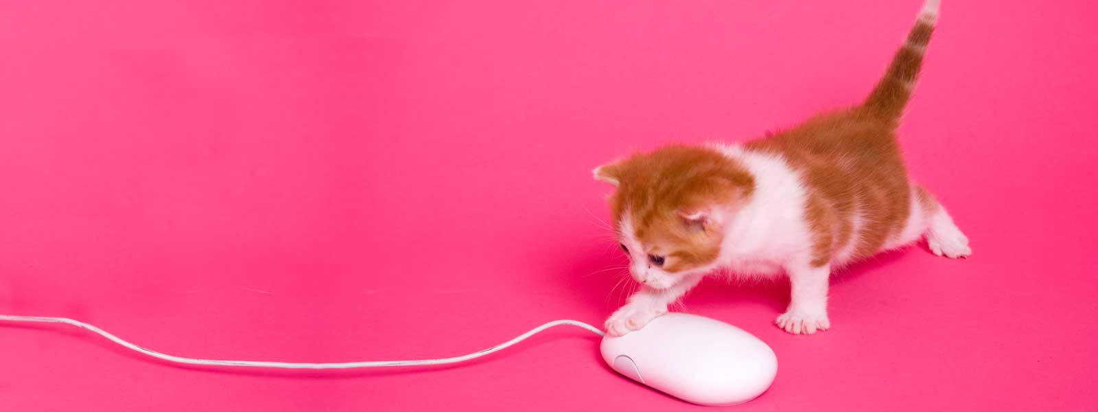 Cat batting computer mouse