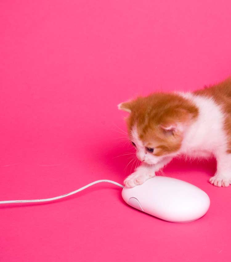 Cat batting computer mouse