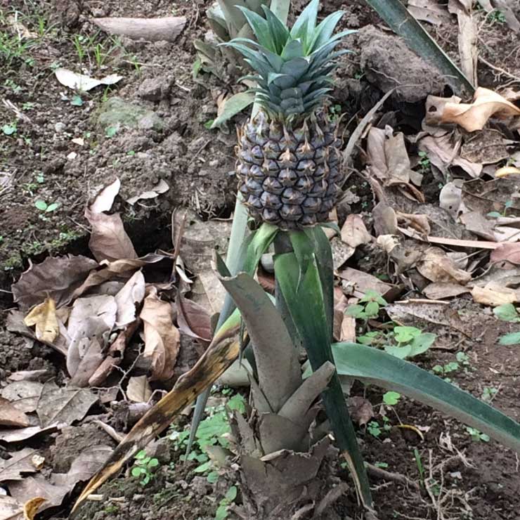 A pineapple in the wild