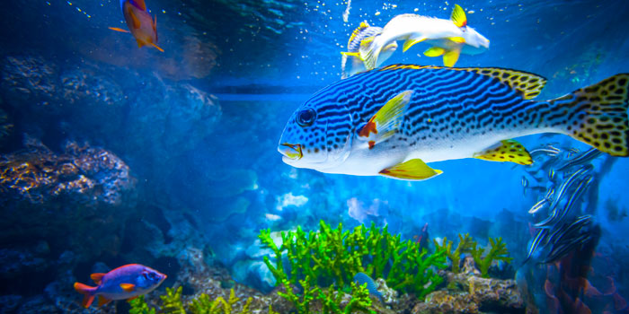 Virginia Aquarium Lecture & Volunteering