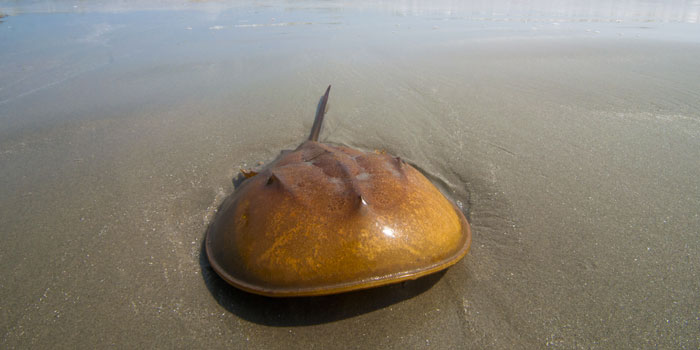 Virginia Aquarium Lecture & Volunteering