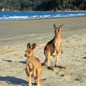 Beach excursion